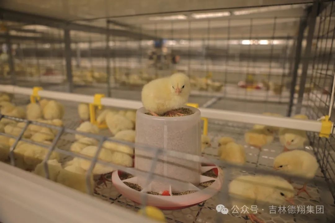肉雞三產(chǎn)融合示范園陸續(xù)投產(chǎn) 助力德惠肉雞產(chǎn)業(yè)再上新臺(tái)階